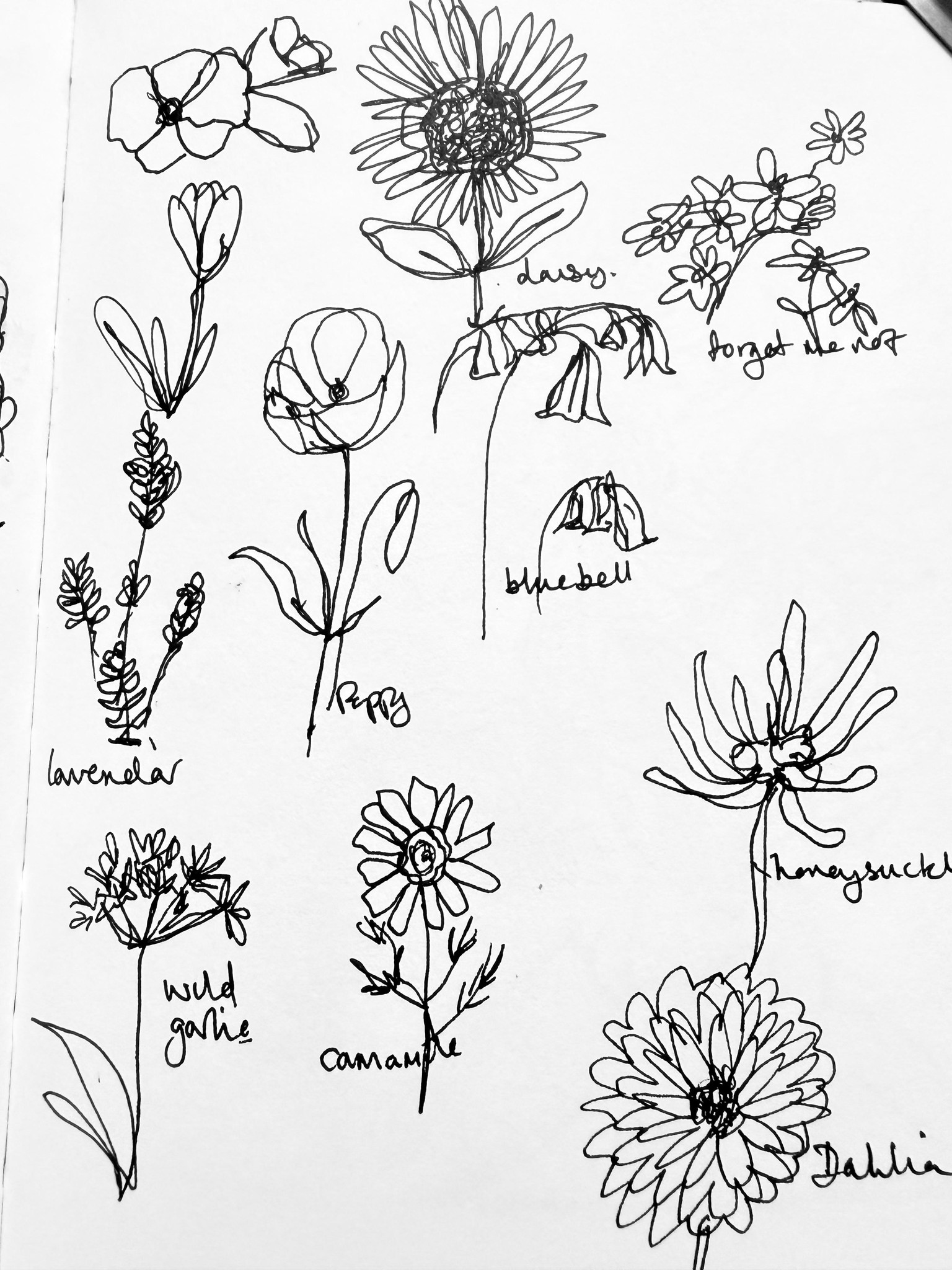 Flowers from my garden - image 2 - student project