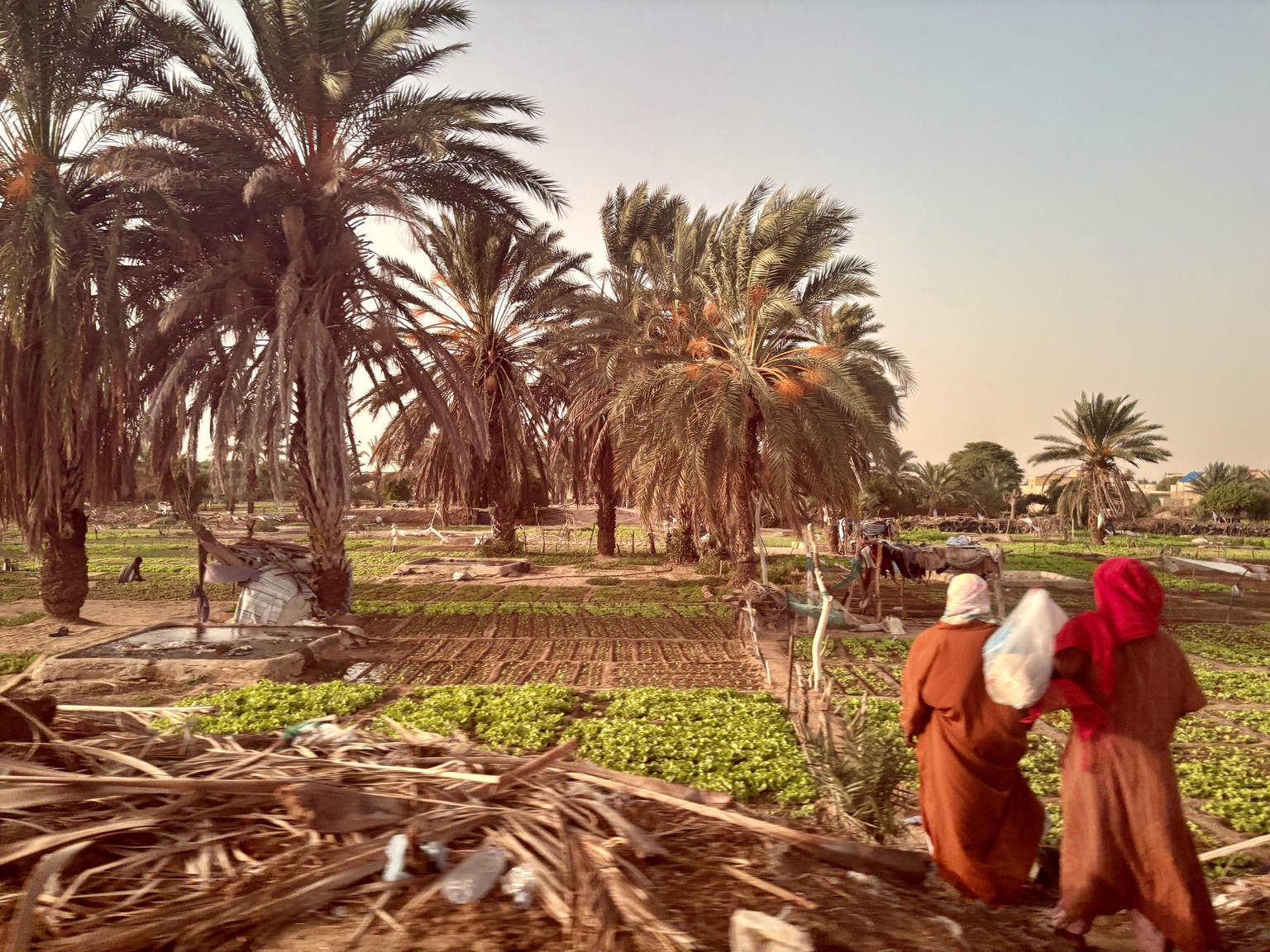 Mauritania 2026 - image 2 - student project