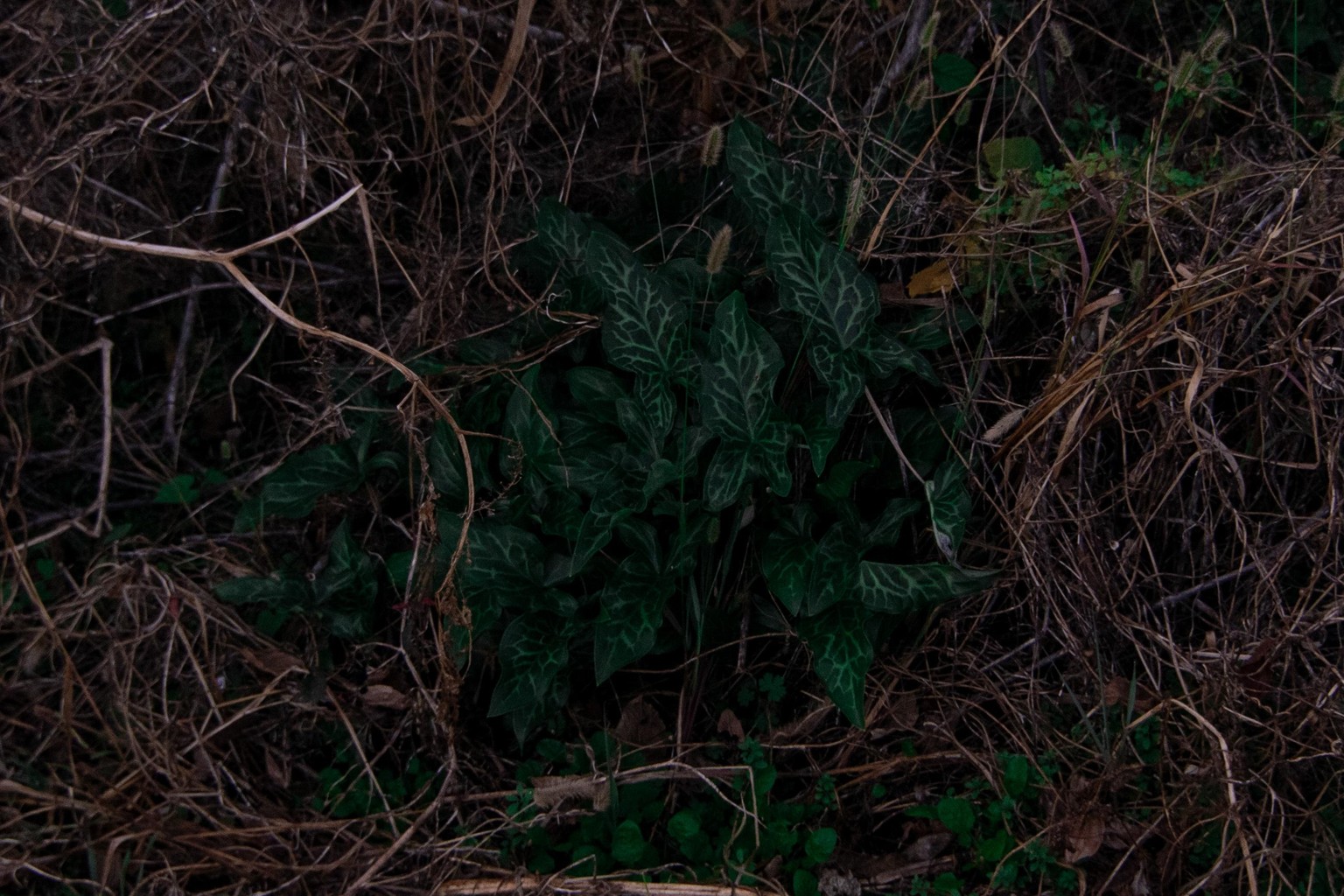 Learning Shadows - image 2 - student project