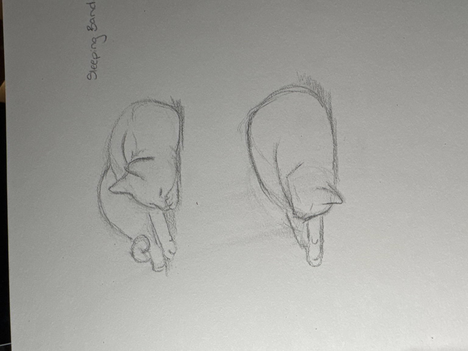 Sleeping cat - image 1 - student project