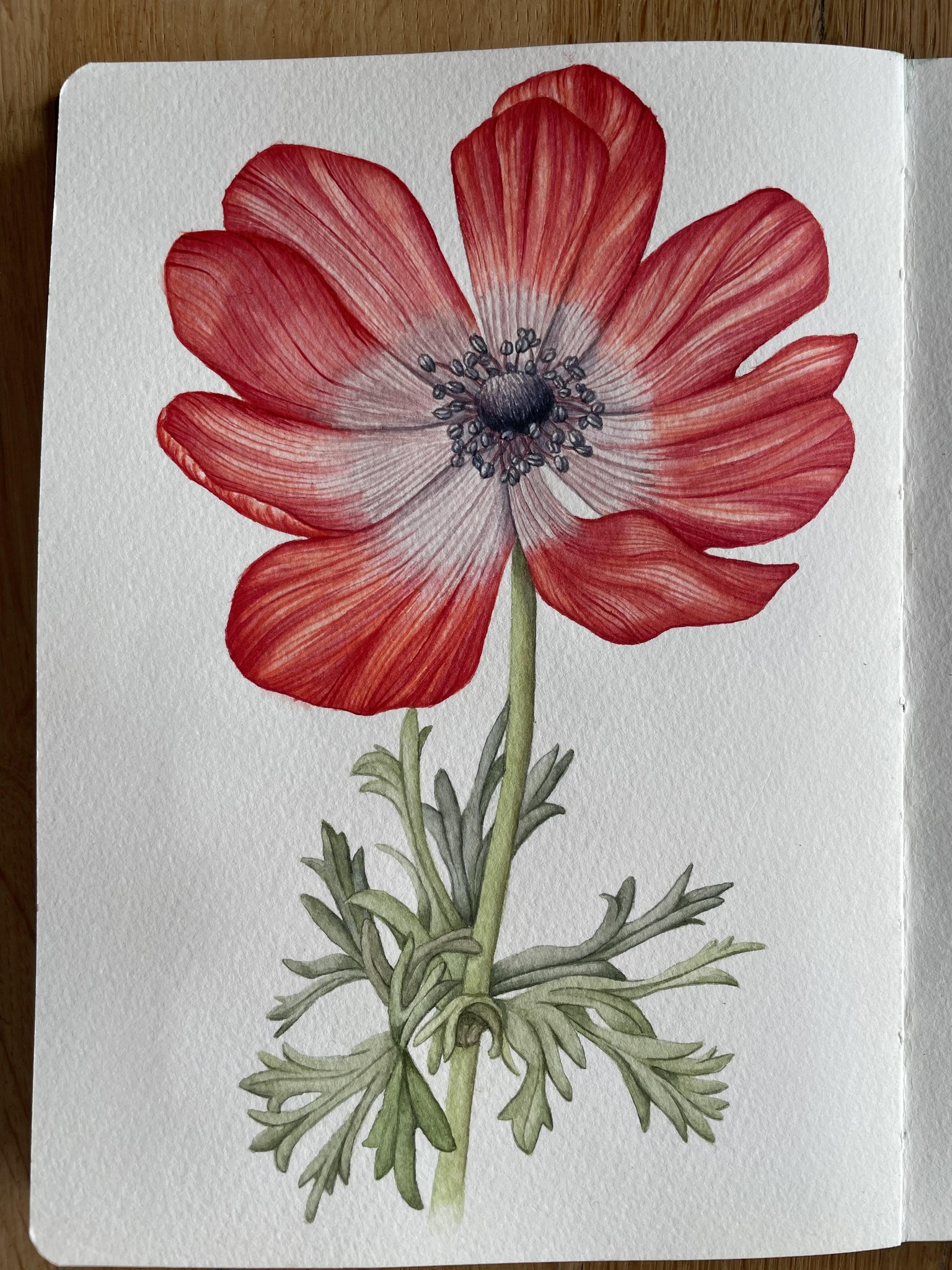 Watercolour anenome - image 1 - student project