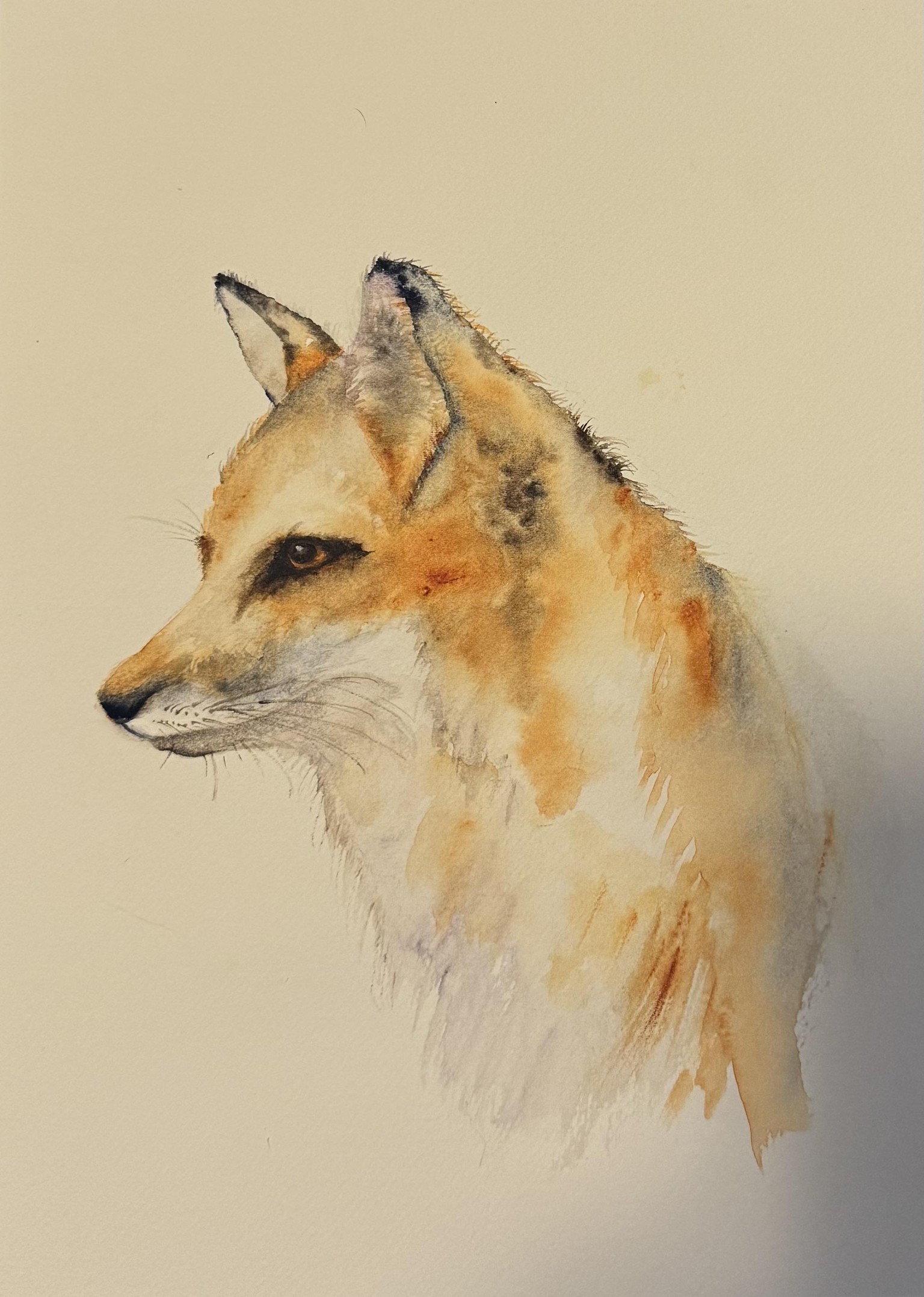 Sly Fox - image 1 - student project