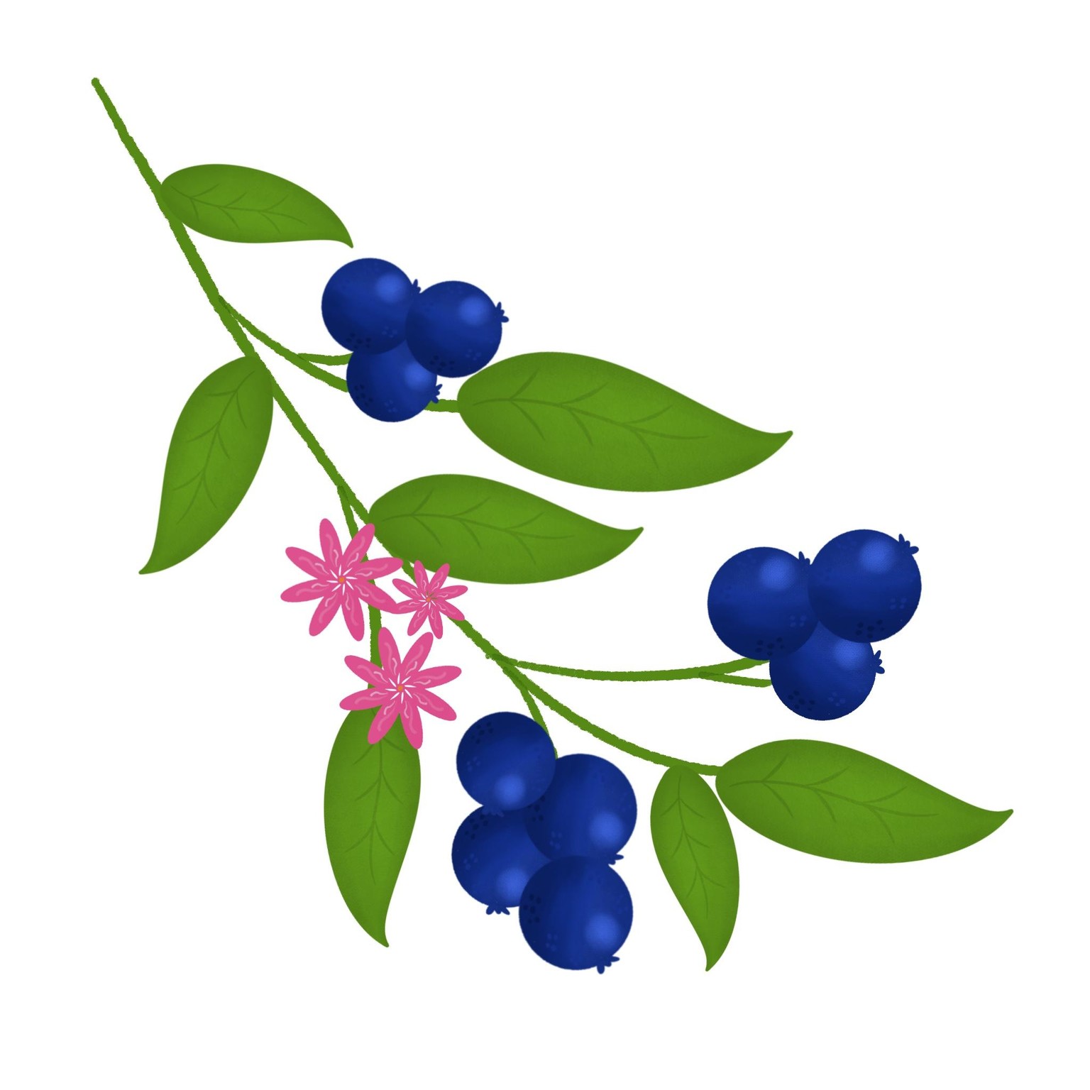 Berries - image 1 - student project
