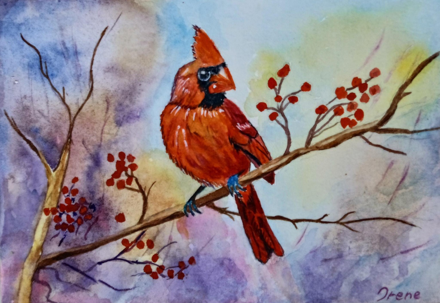 Red Cardinal - image 1 - student project