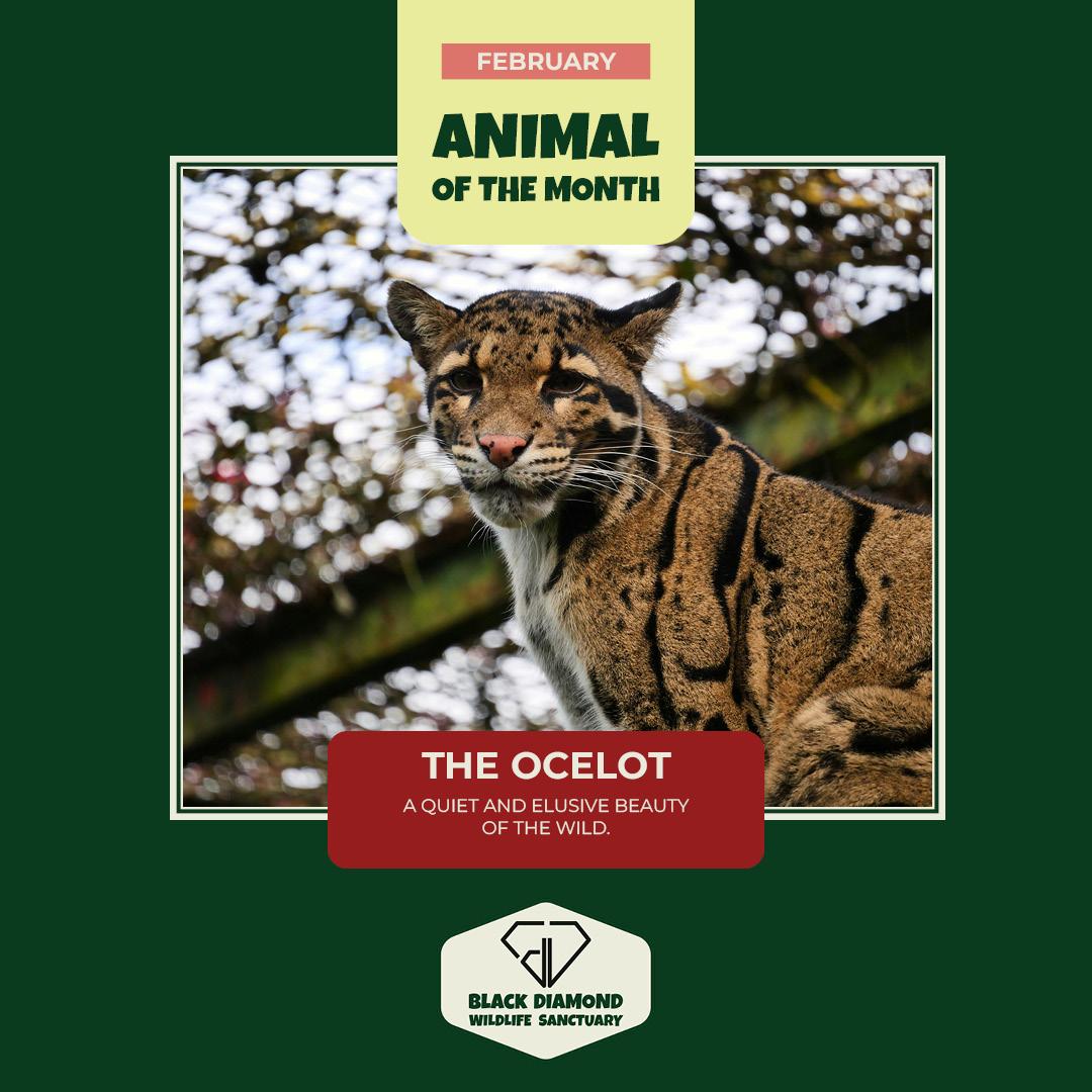 Black Diamond Wildlife Sanctuary - image 5 - student project