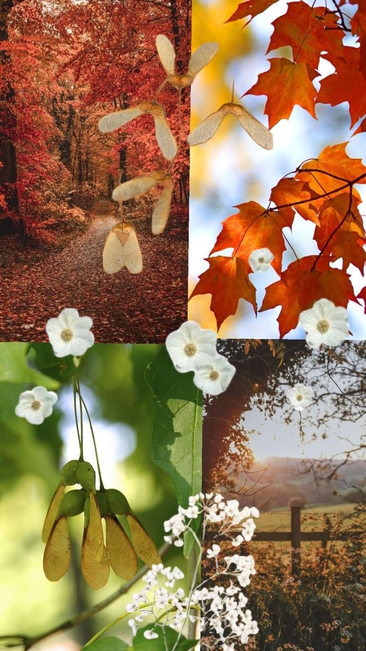 Maple Meadow Patterns - image 5 - student project