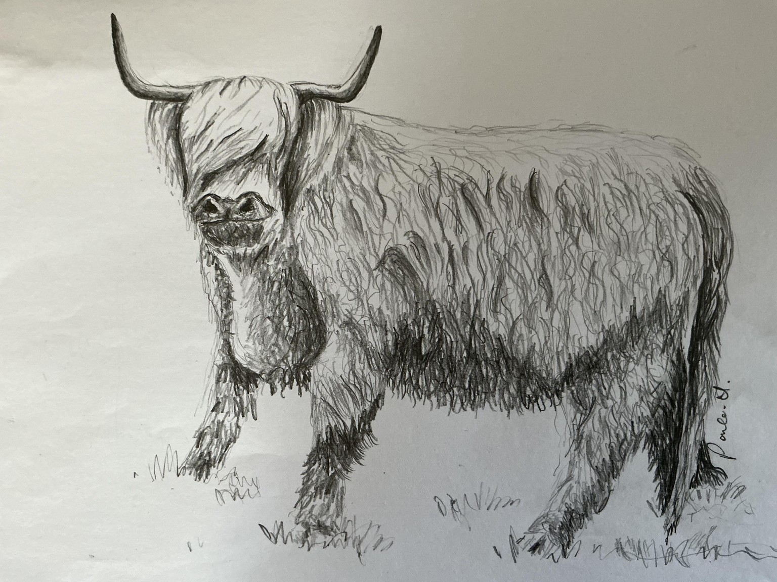 Highland Cow Pencil Drawing - image 2 - student project
