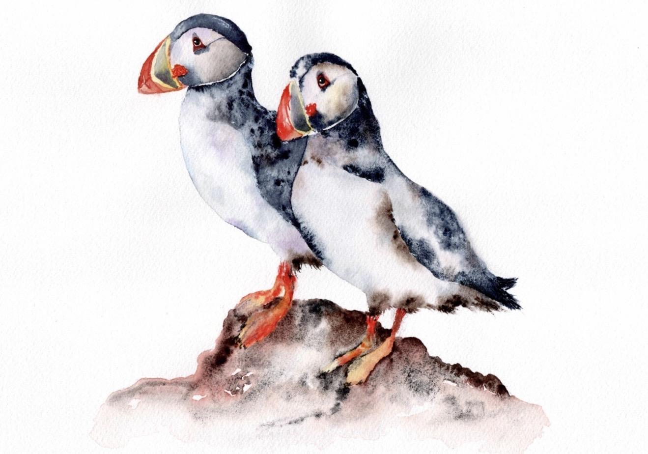 Puffins - image 1 - student project