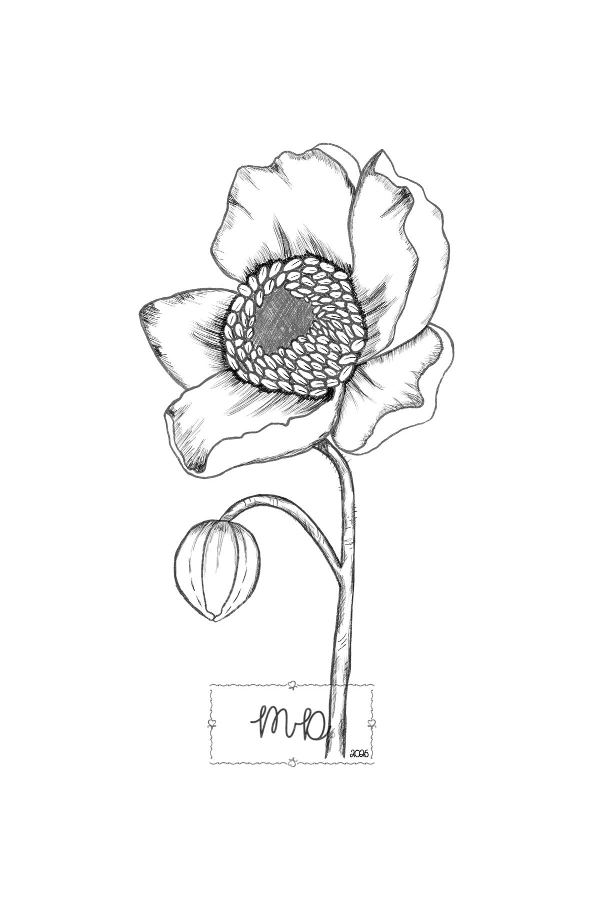 Anemone flower - image 1 - student project