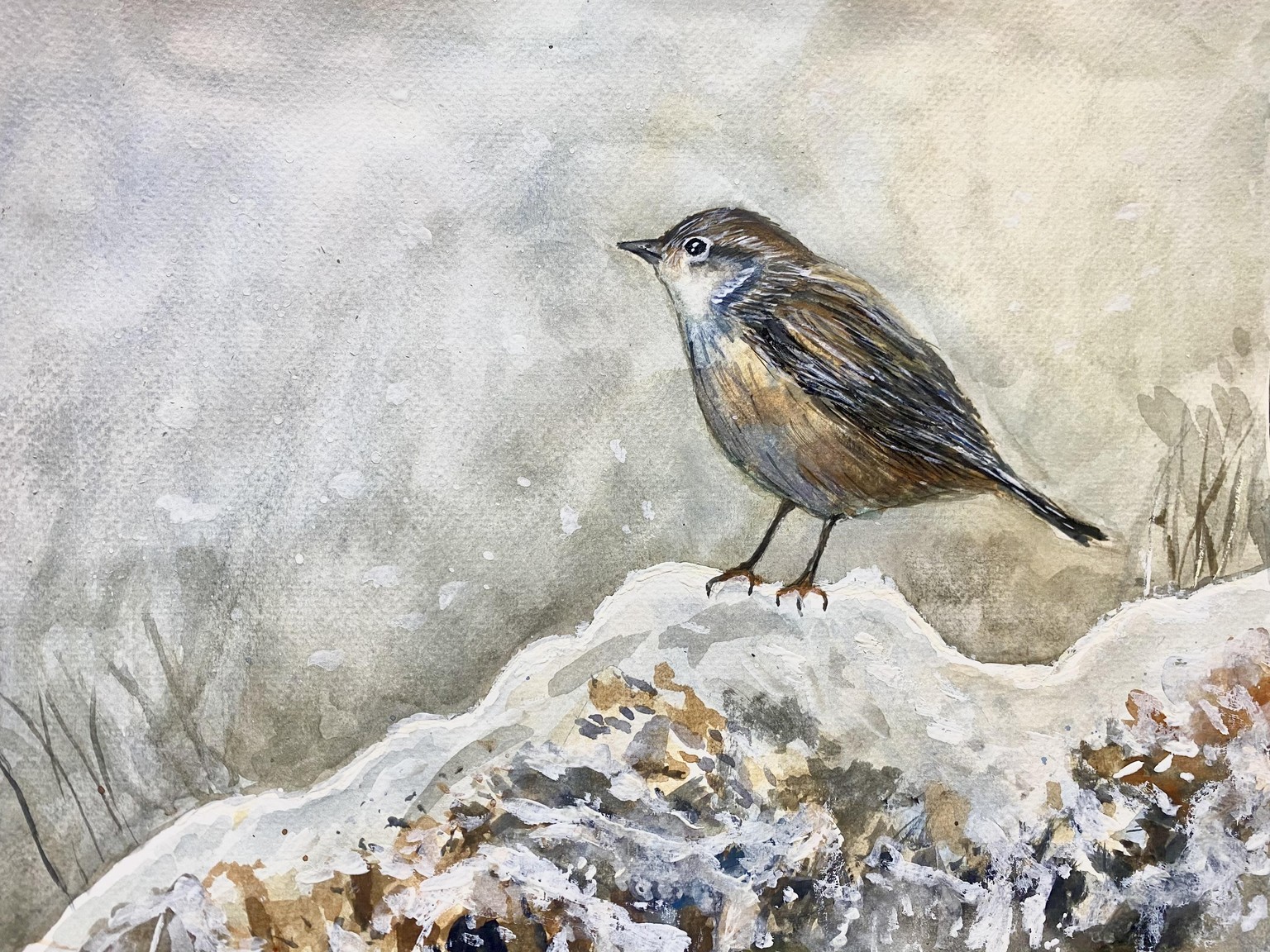 Wren - image 1 - student project