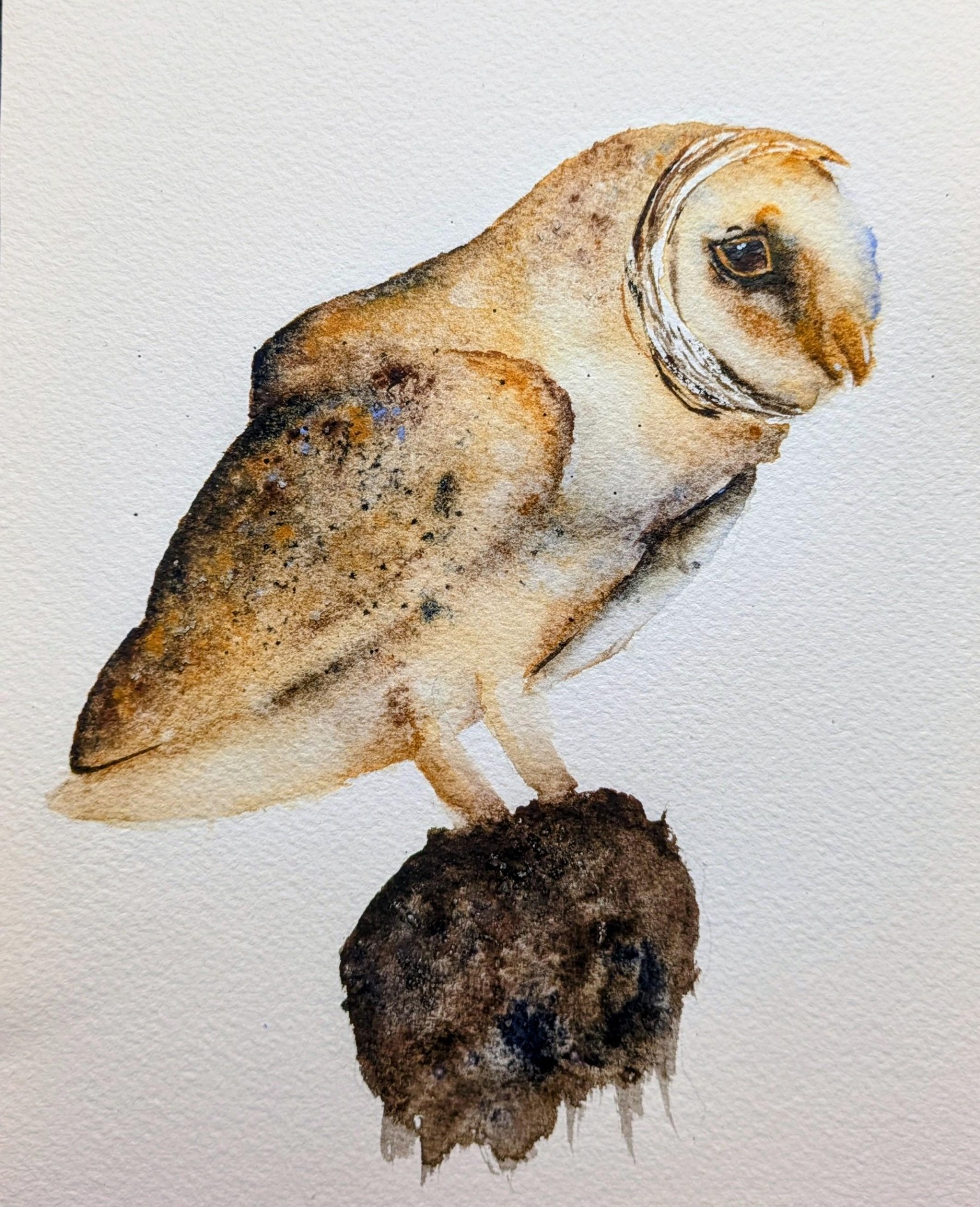 Barn owl - image 1 - student project