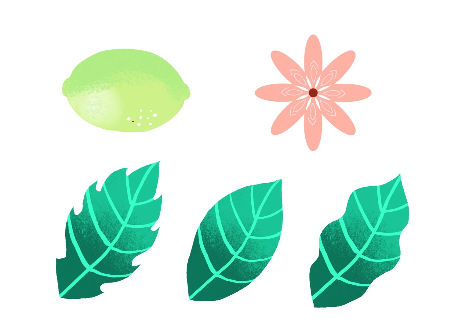 My botanical plants using procreate - image 1 - student project