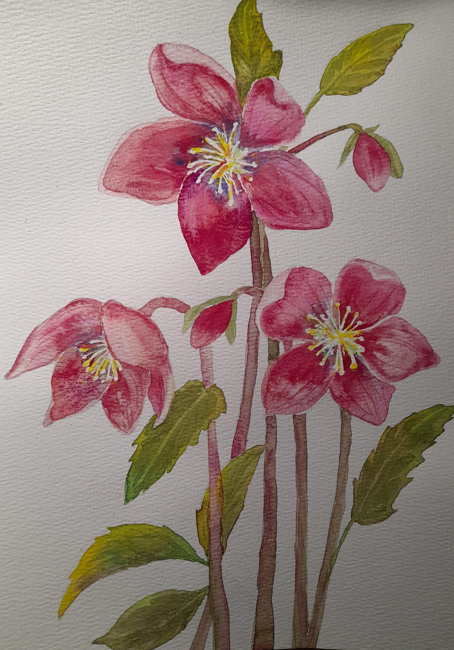 hellebore - image 1 - student project