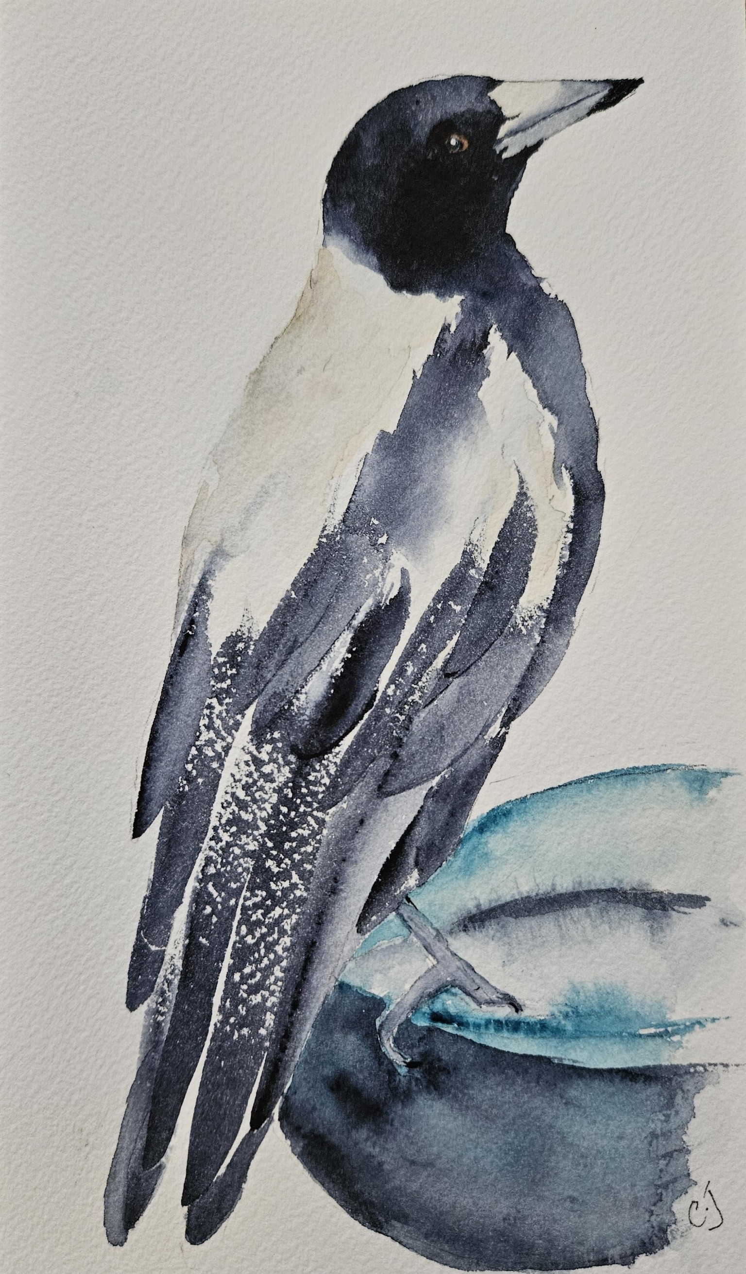 Magpie bird - image 2 - student project