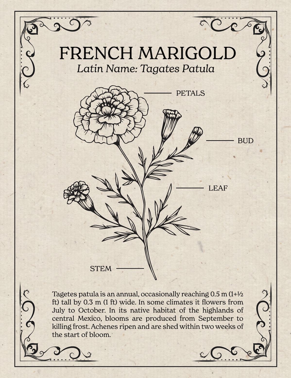 Marigold Anatomy - image 1 - student project