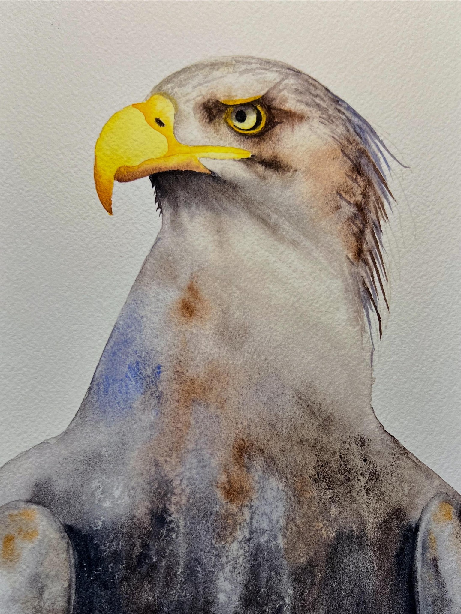 Watercolour Eagle August 2026 - image 1 - student project