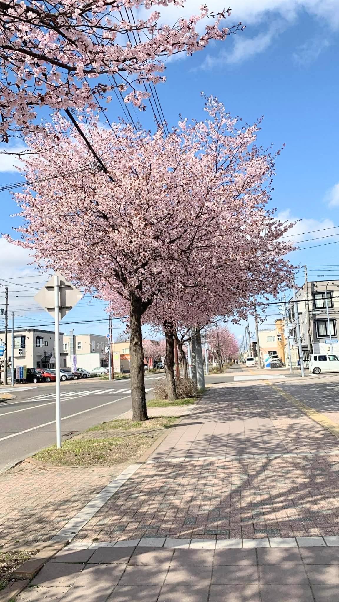 Cherry Blossom 2026 - image 1 - student project