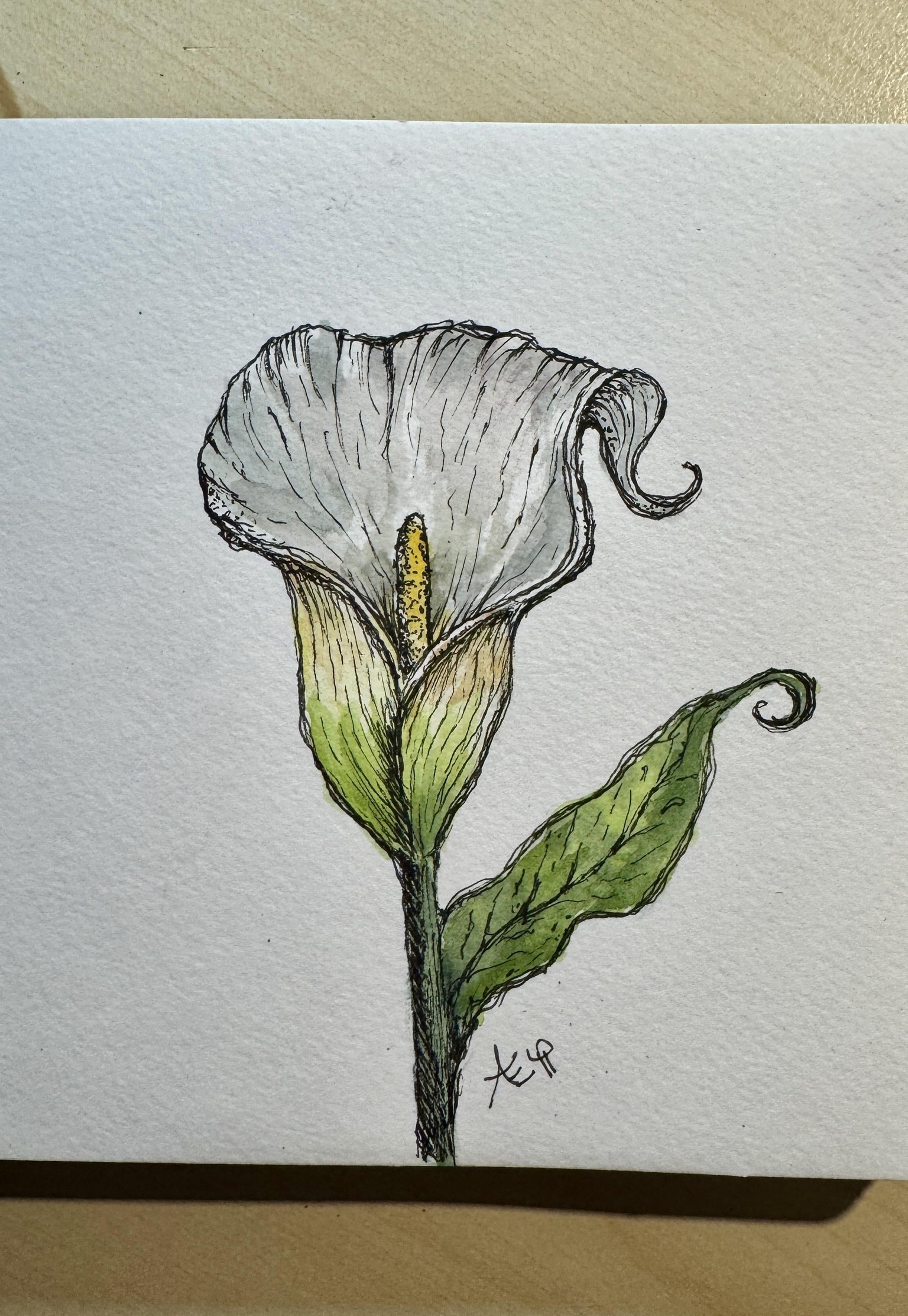 Botanicals: Calla Lily - image 1 - student project