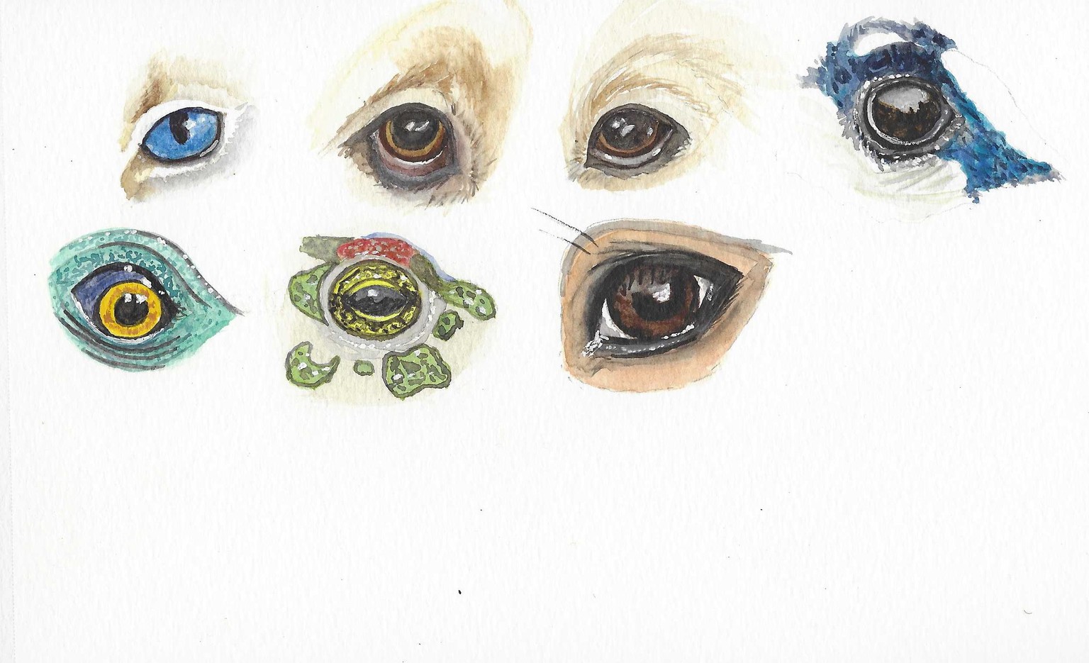 Animal Eyes - image 1 - student project