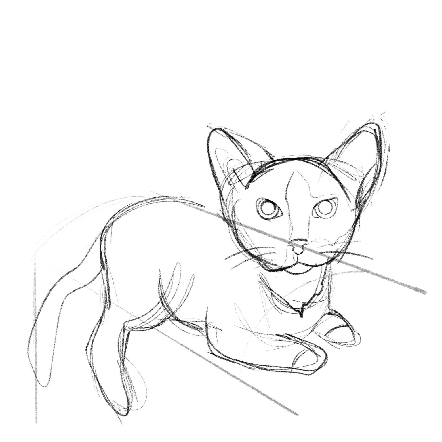 Stylized cat in procreate vs my initial sketch - image 2 - student project