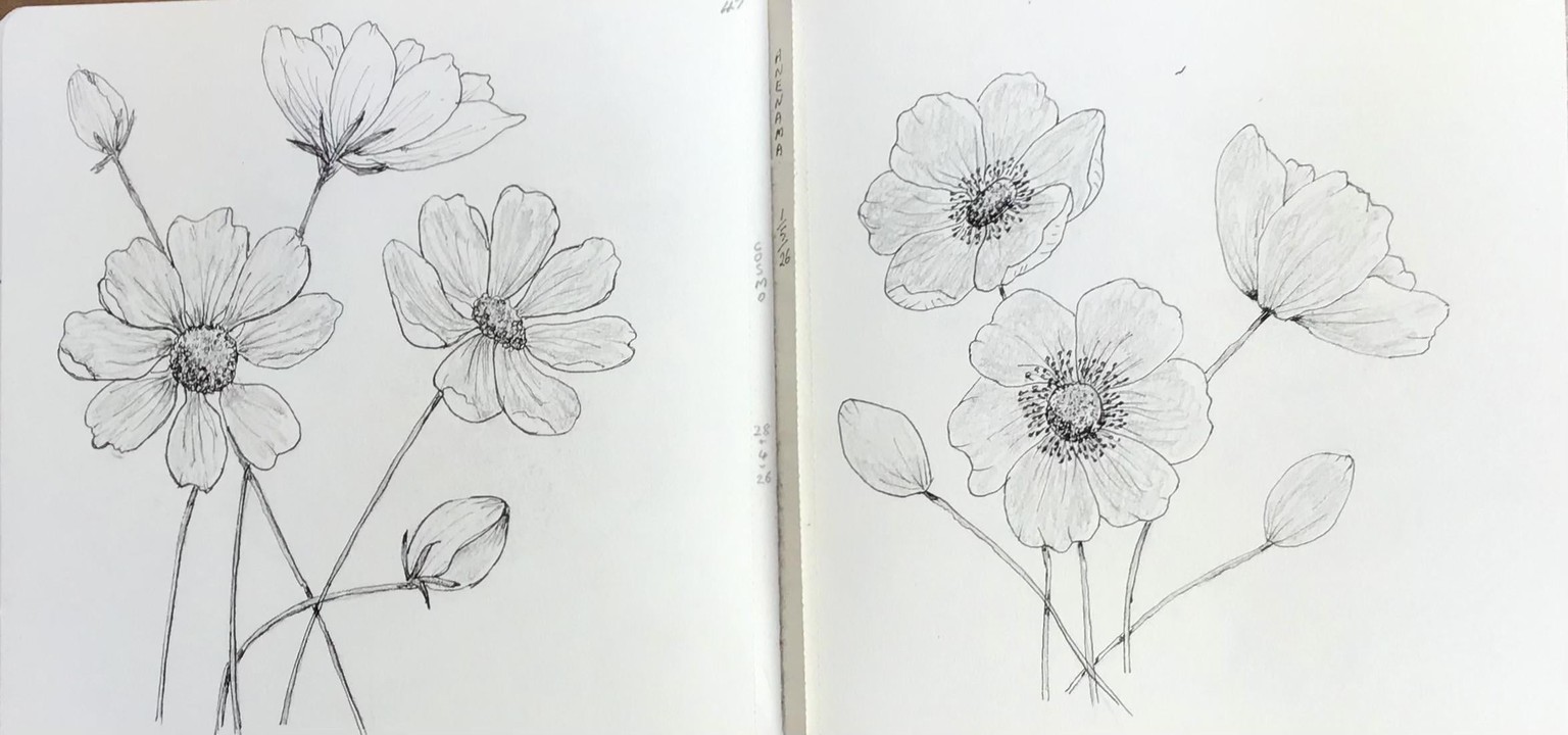 Botanical drawing - image 3 - student project