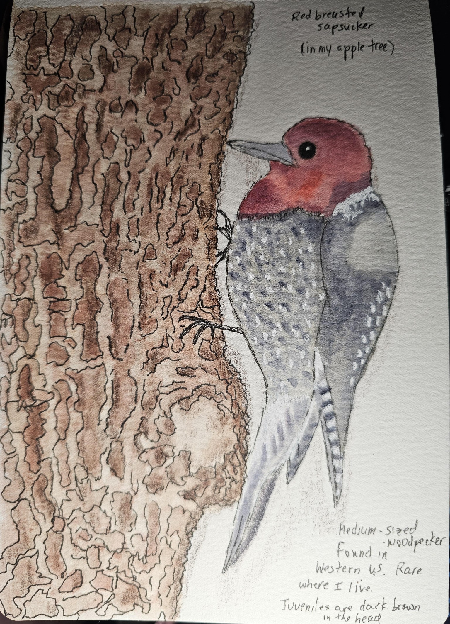 New nature journal - image 1 - student project