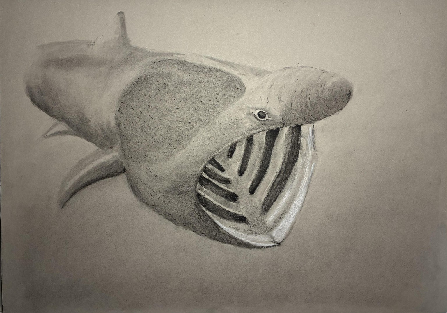 Basking Shark in Blended Charcoal - image 1 - student project