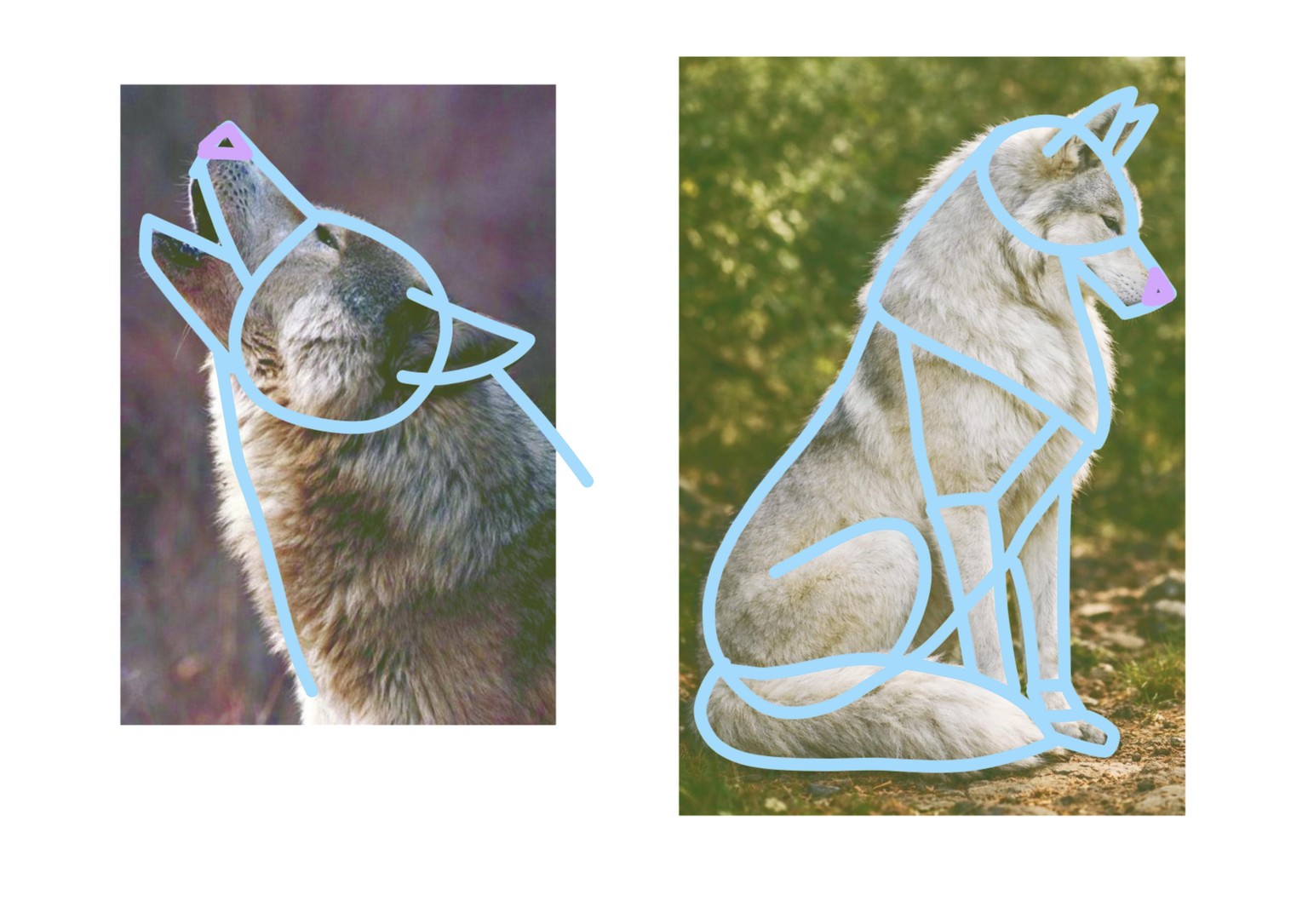 Drawing exercices for animal character design - image 1 - student project