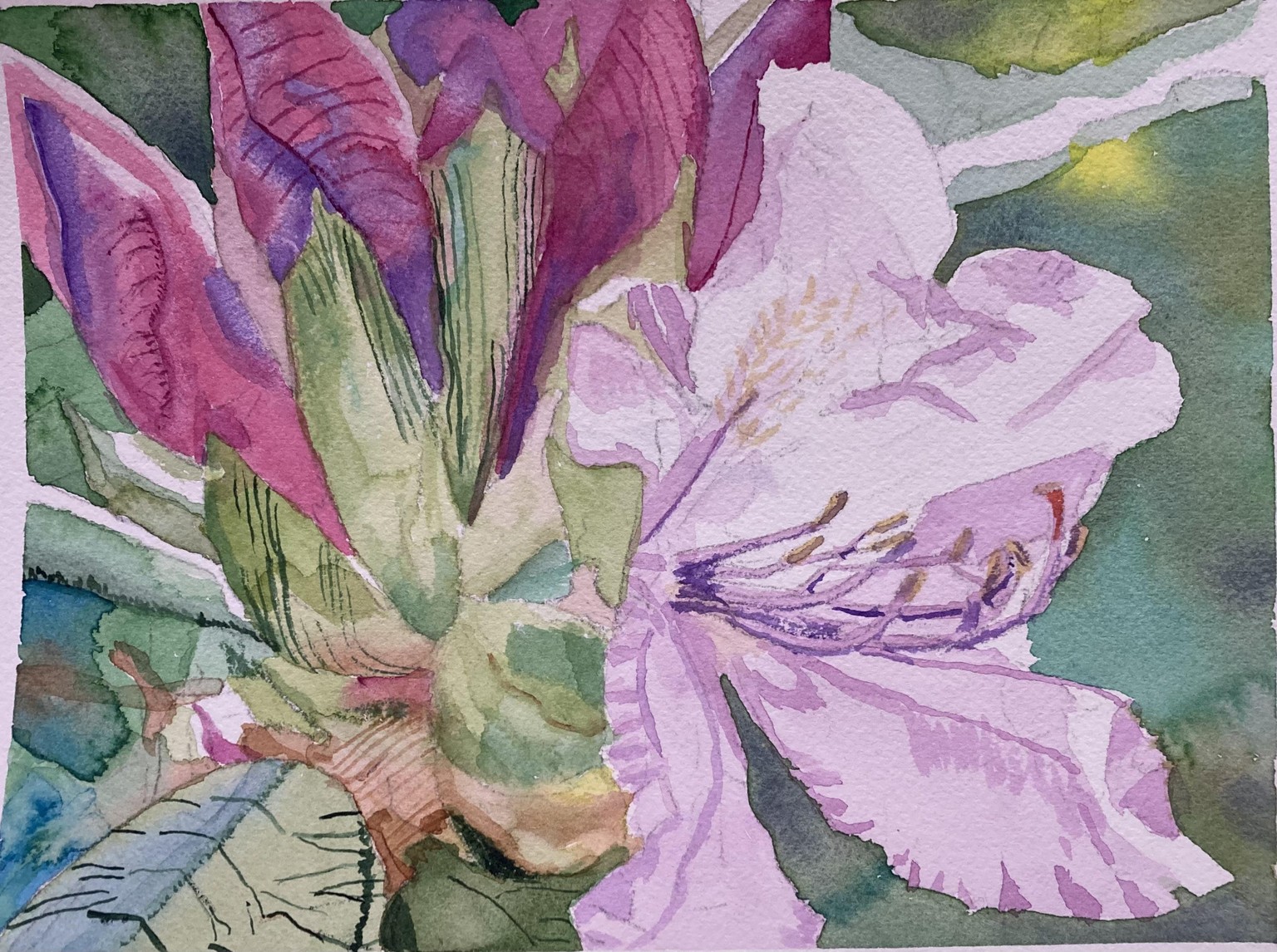 Rhododendron - image 1 - student project
