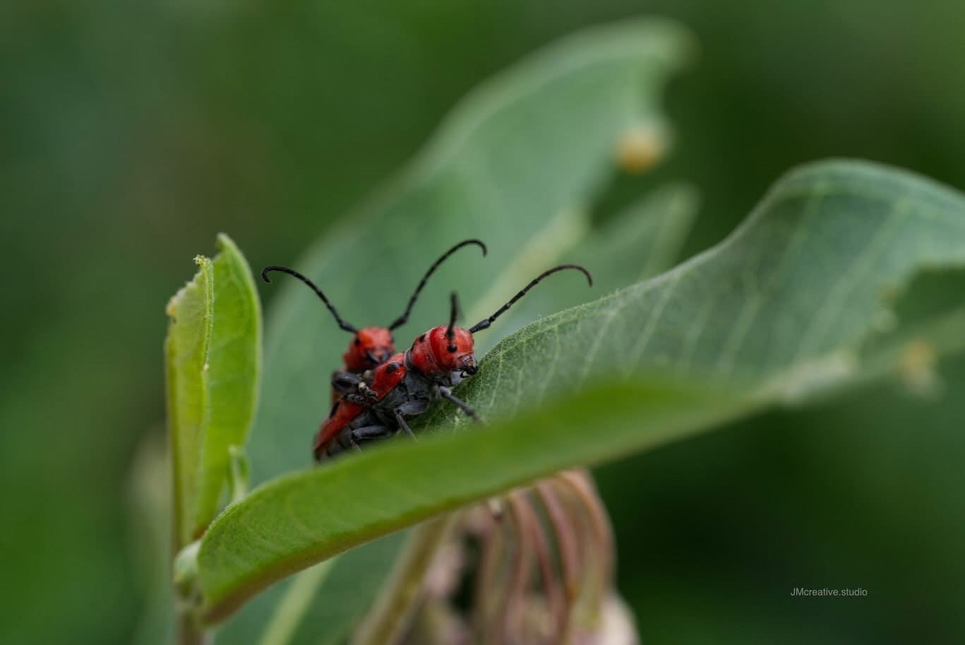 Red milkweed beetles on a leaf - image 1 - student project