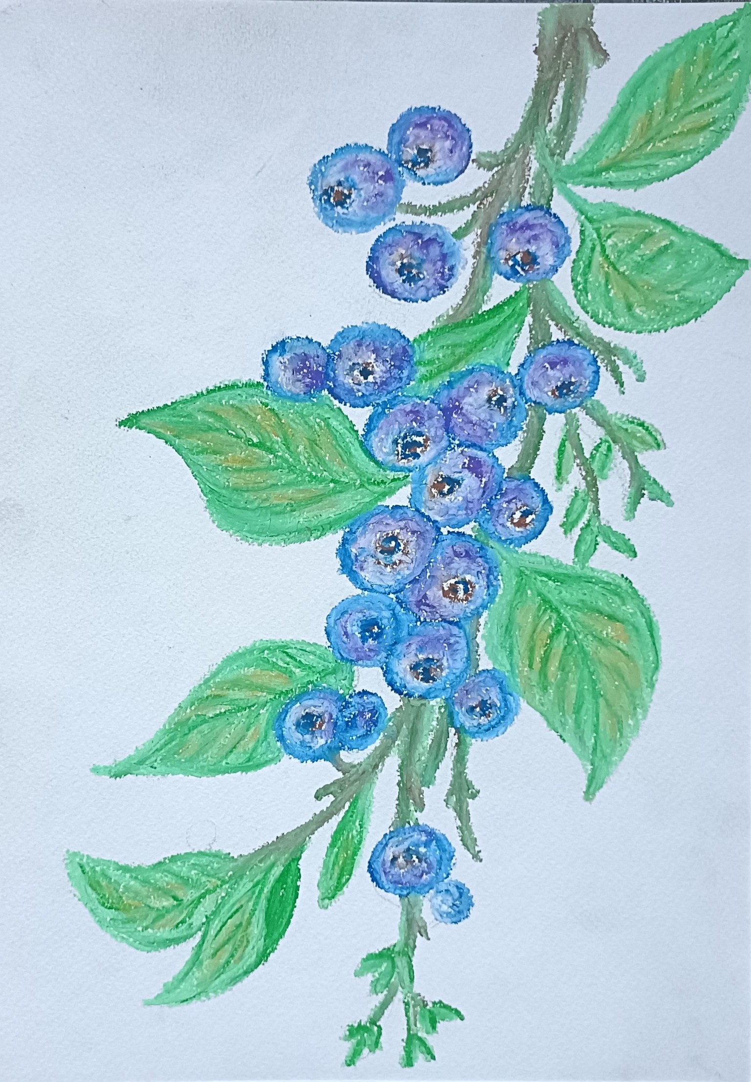 Blueberry branches - image 5 - student project