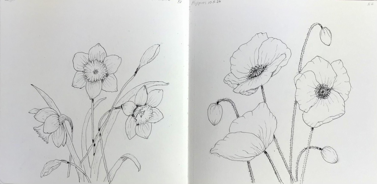 Botanical drawing - image 7 - student project