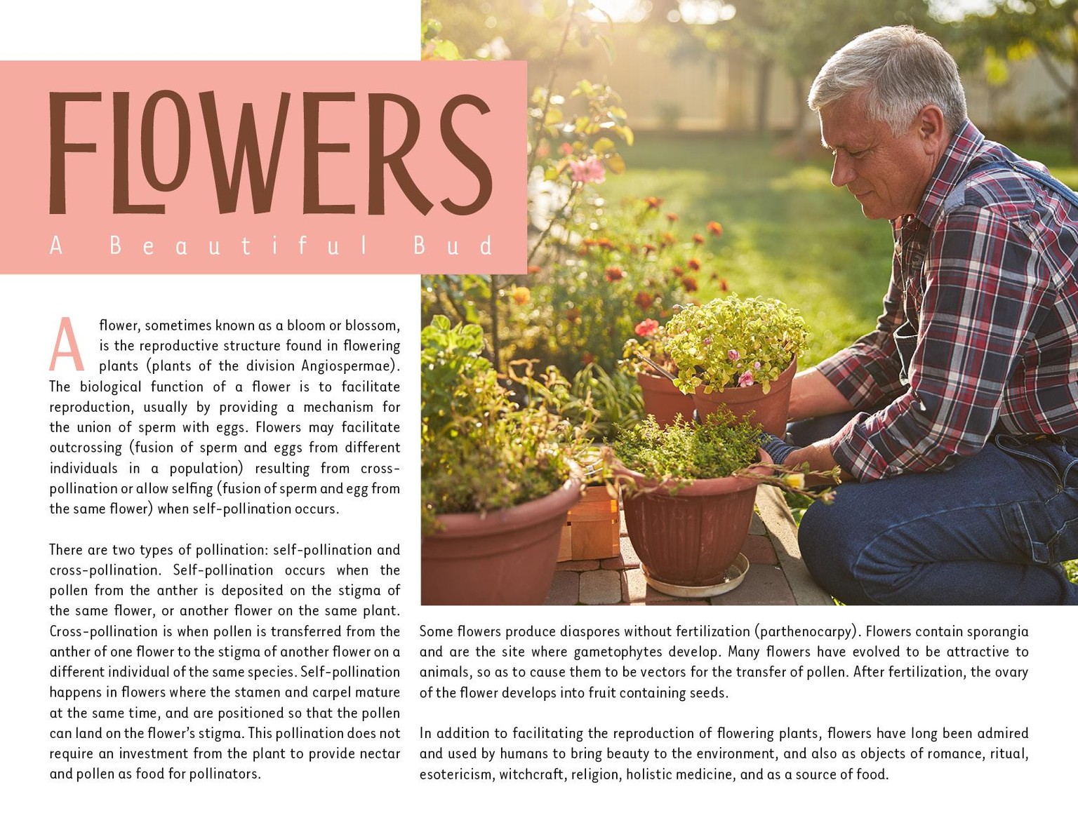 Flowers Spread Variations - image 1 - student project
