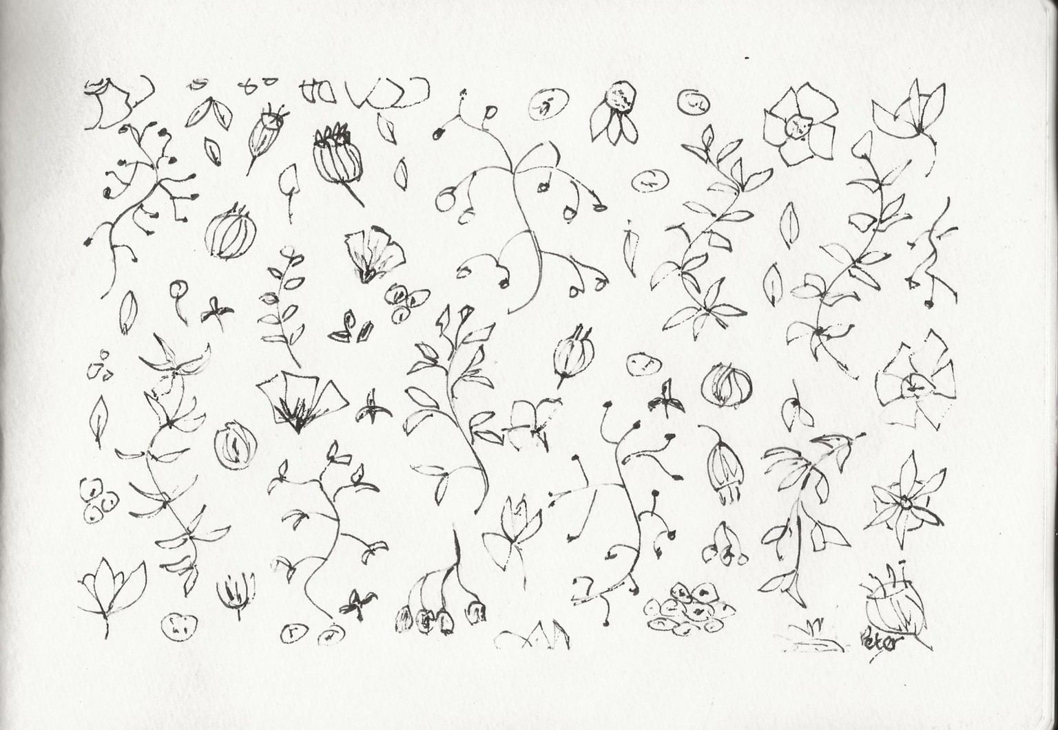 Botanic Bliss Sketches - image 4 - student project