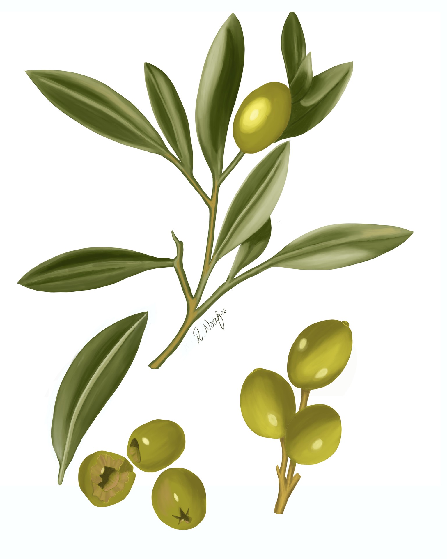 Olivenzweig - image 2 - student project