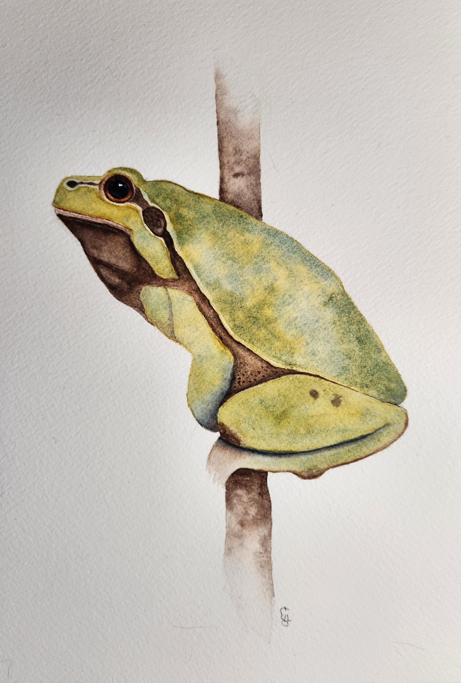 Freddy the Tree Frog - image 2 - student project