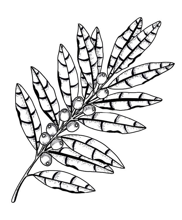 Leaves and berries - image 1 - student project