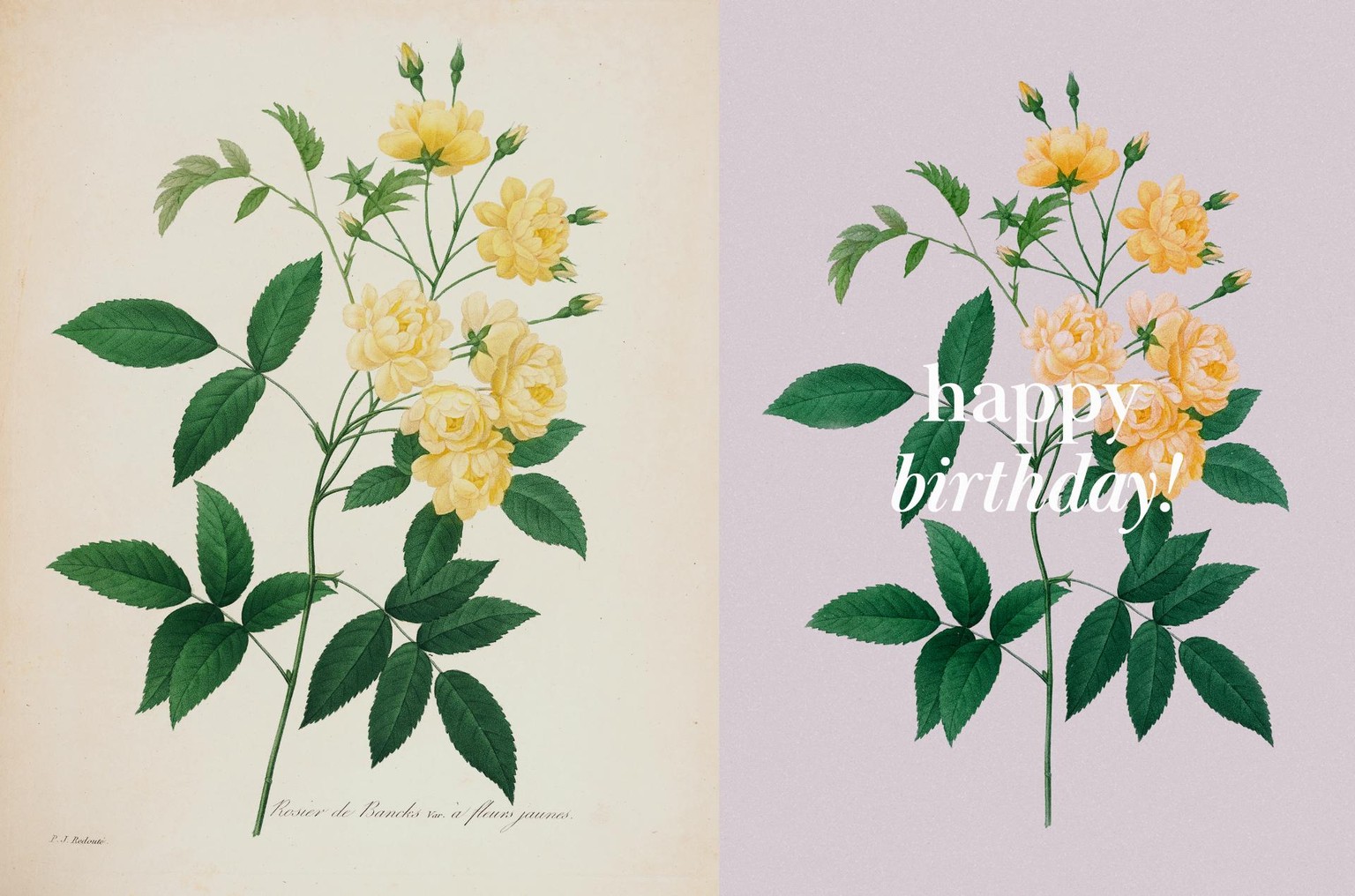 Botanical Design Exploration - image 1 - student project