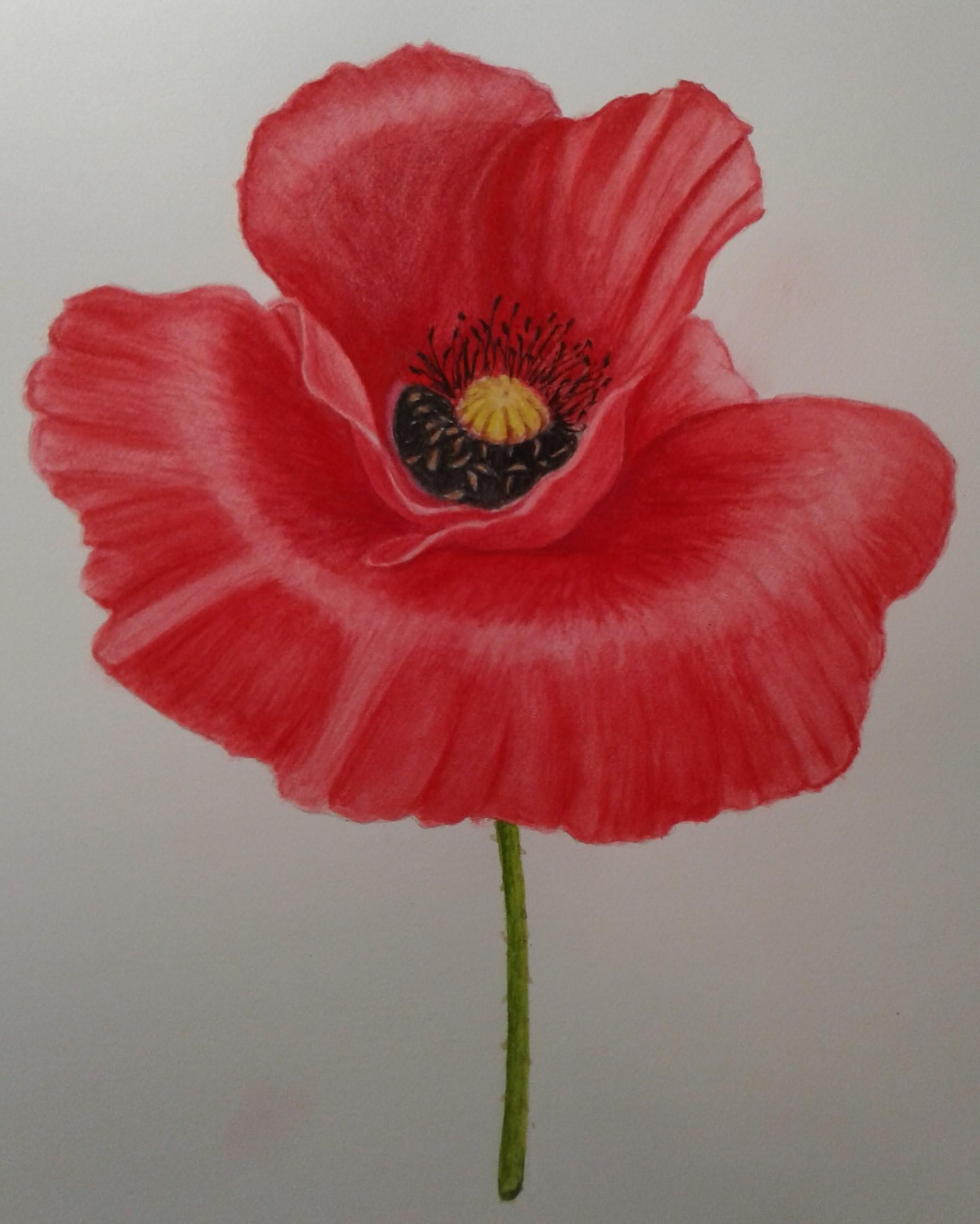 Red Poppy - image 1 - student project