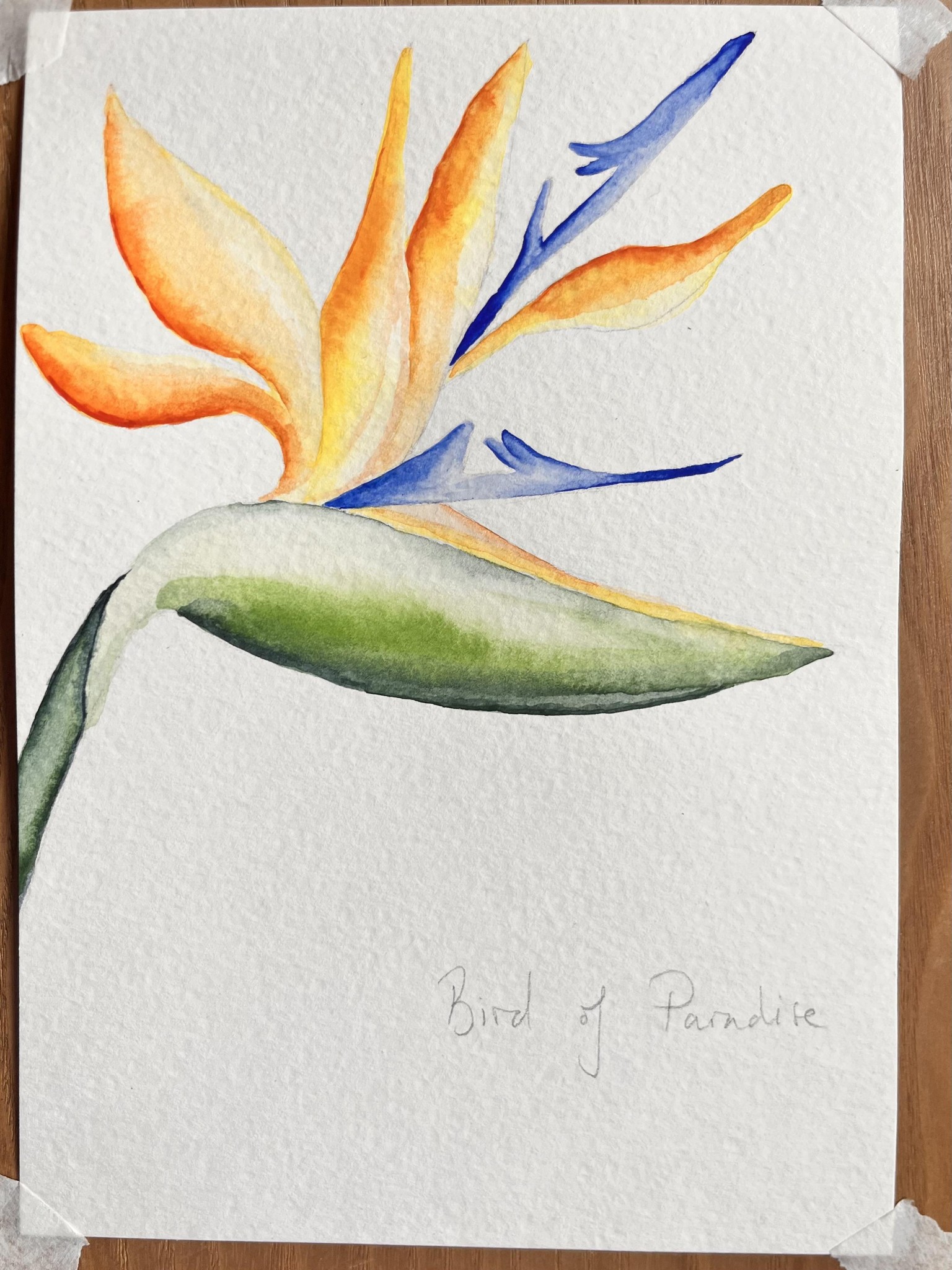 Tropical Plants and Flowers - image 4 - student project