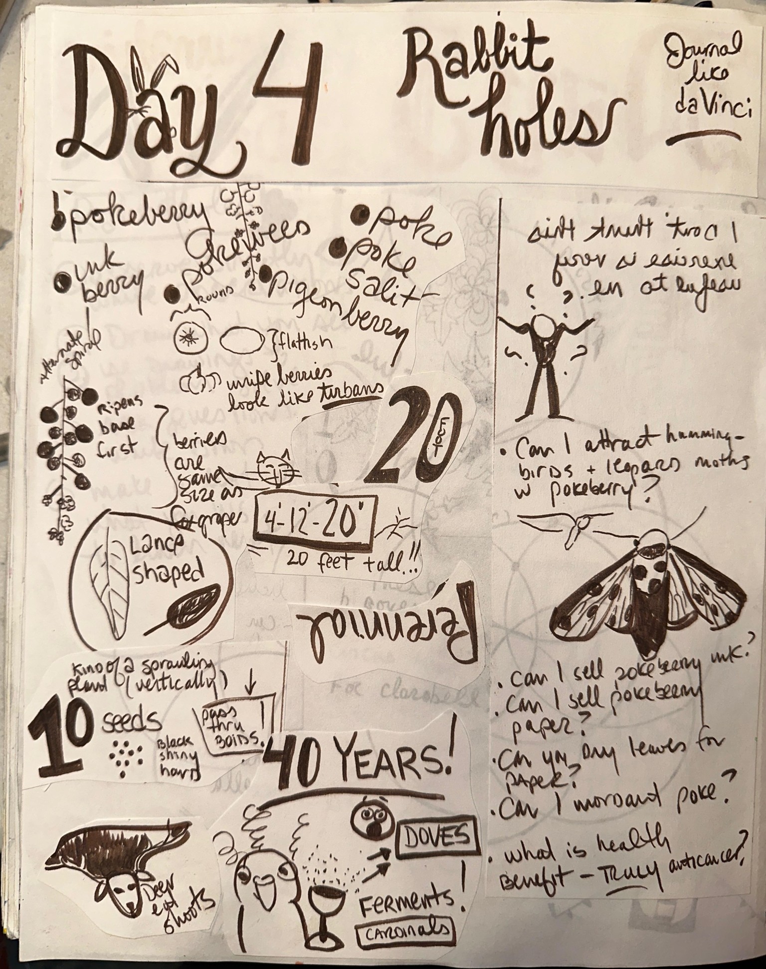 Seven Days of Da Vinci - image 5 - student project