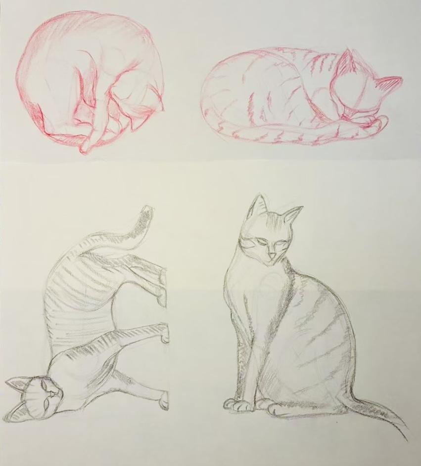 Plehtora of Cat Poses - image 2 - student project