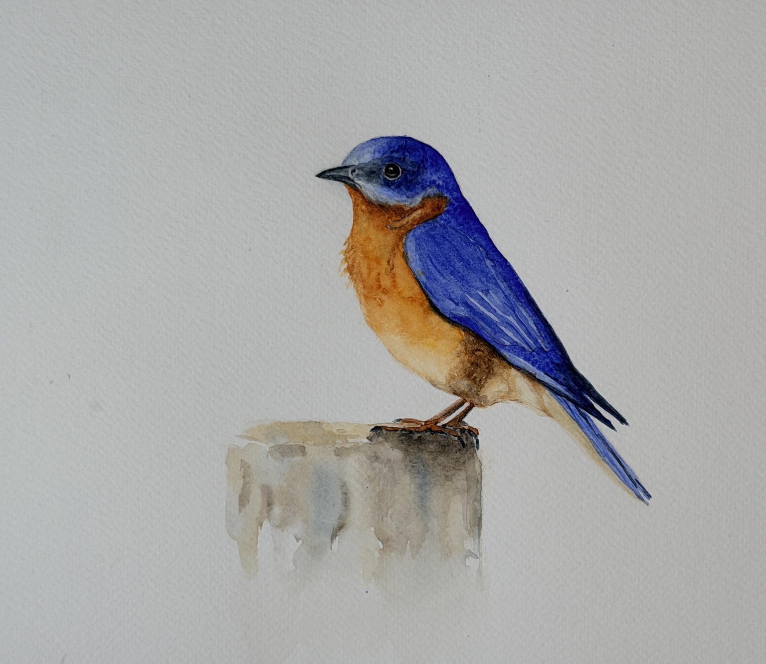 A Bonnie Bluebird - image 1 - student project