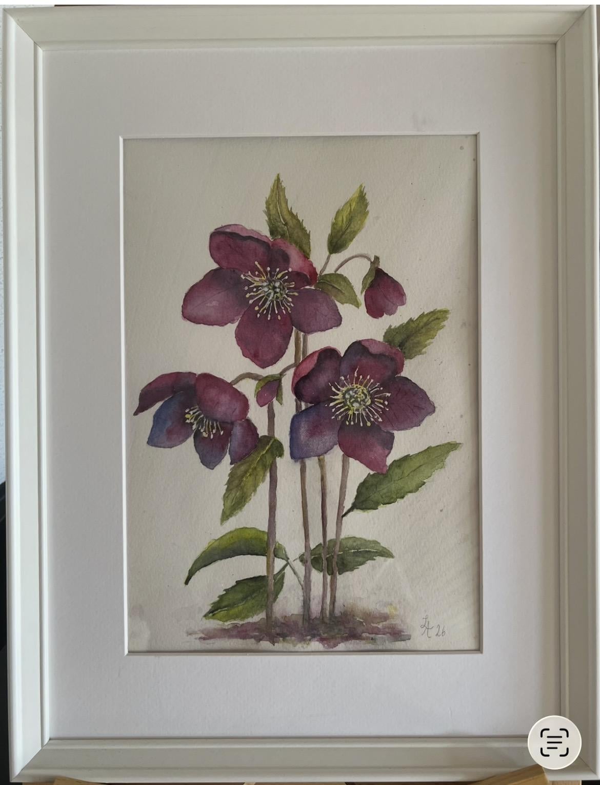 My hellebore - image 2 - student project