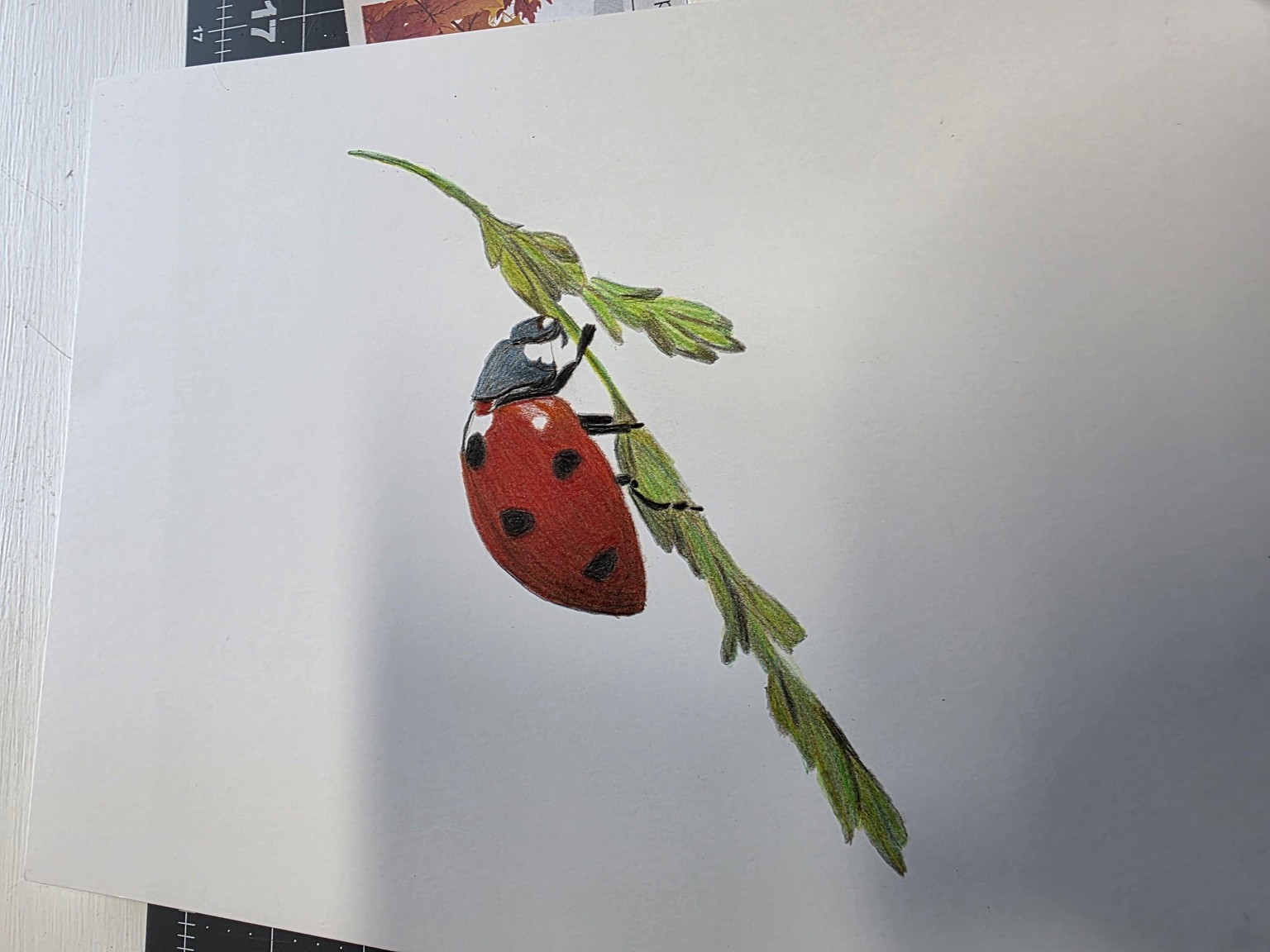 Ladybird - image 1 - student project