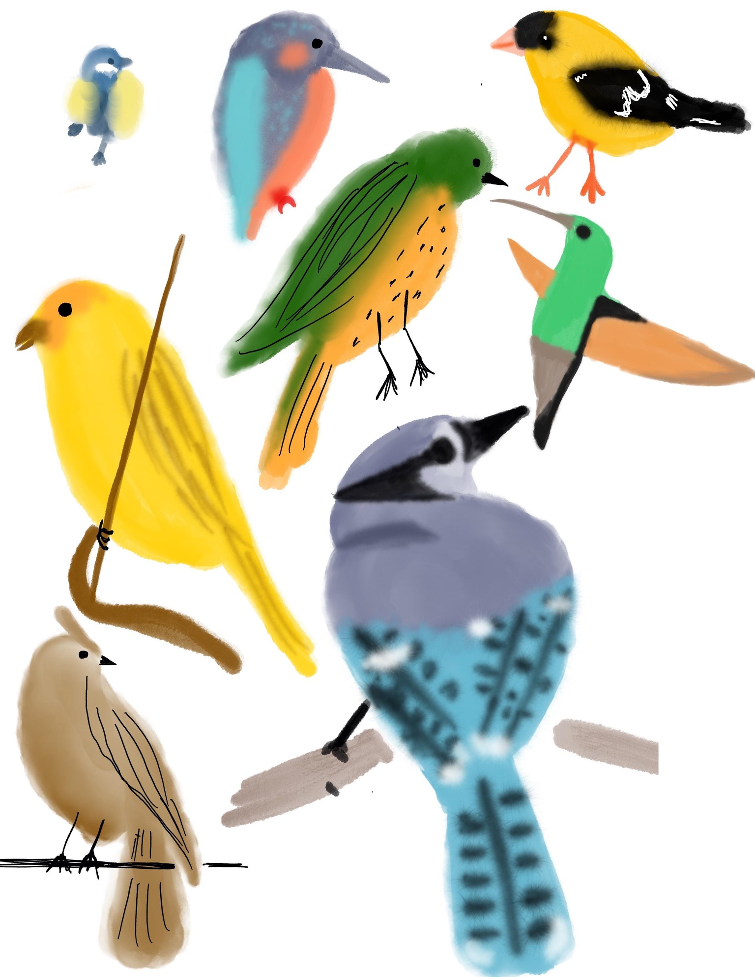 Birds! - image 3 - student project