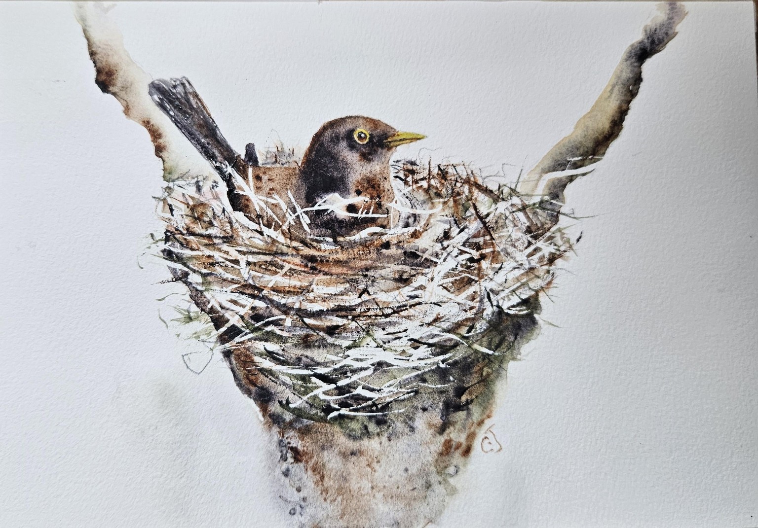 Nesting bird - image 1 - student project