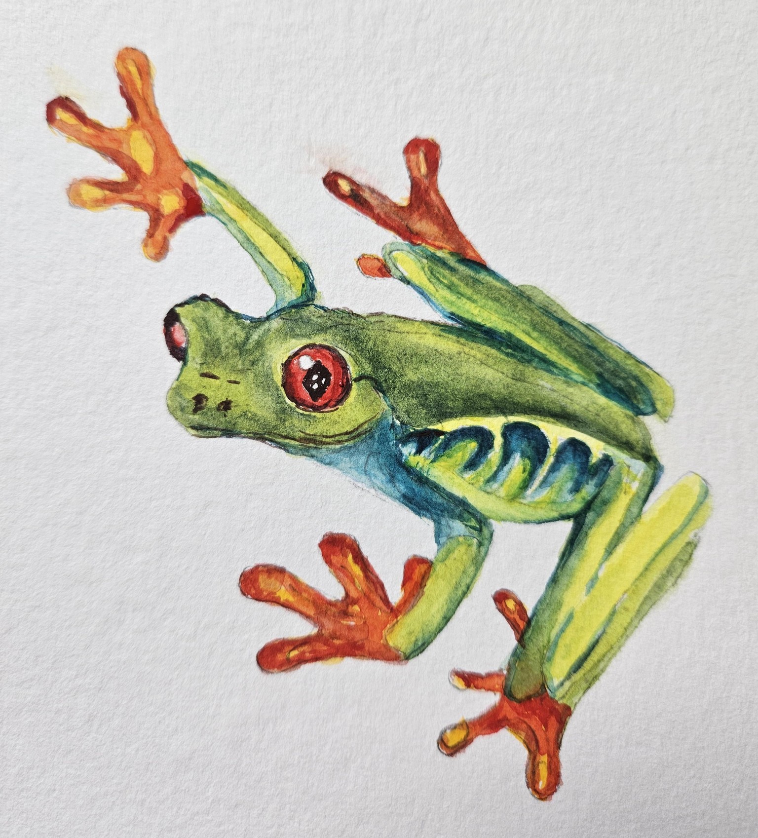 Tree frog - image 1 - student project