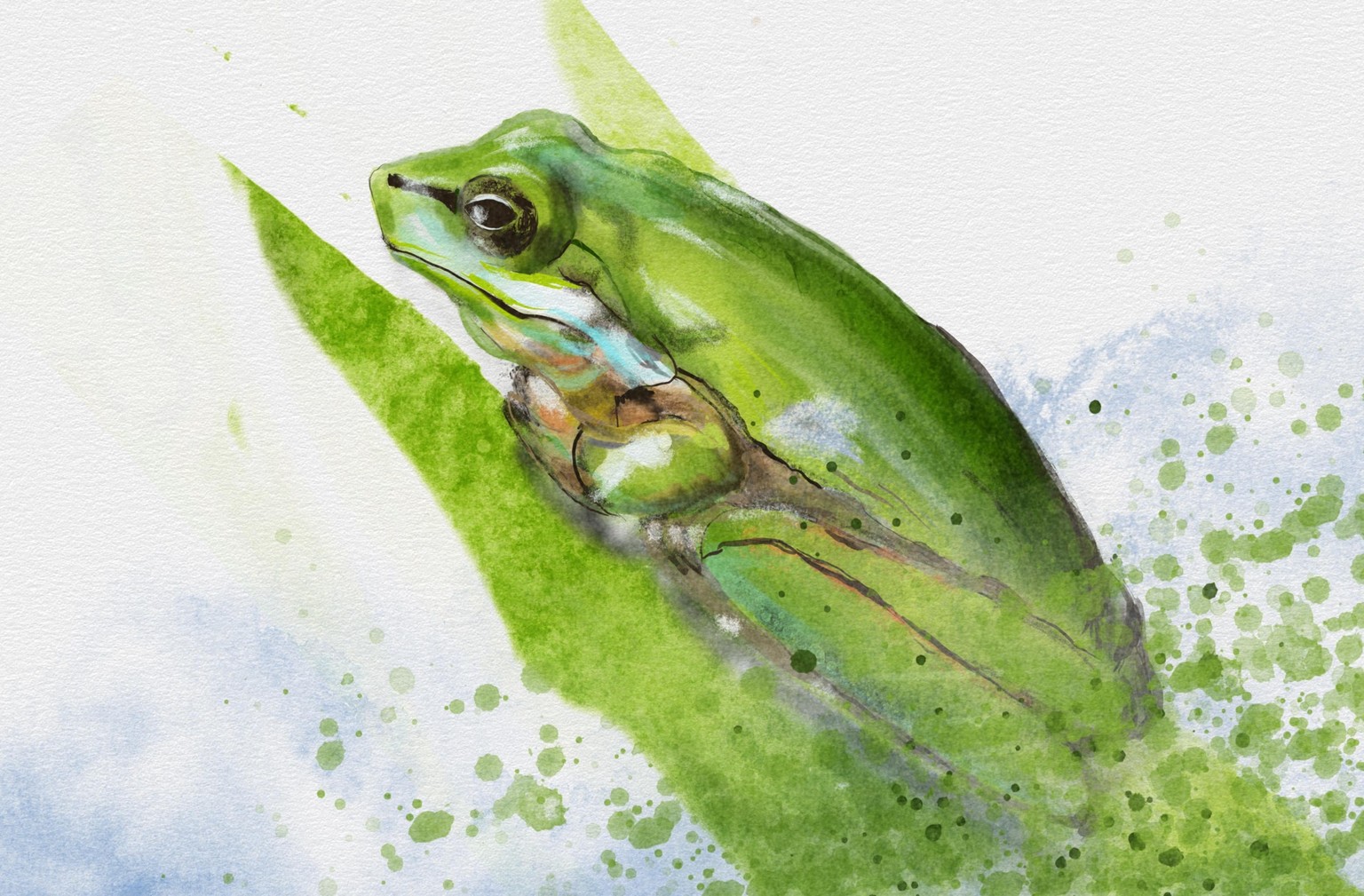 Tree frog - image 1 - student project