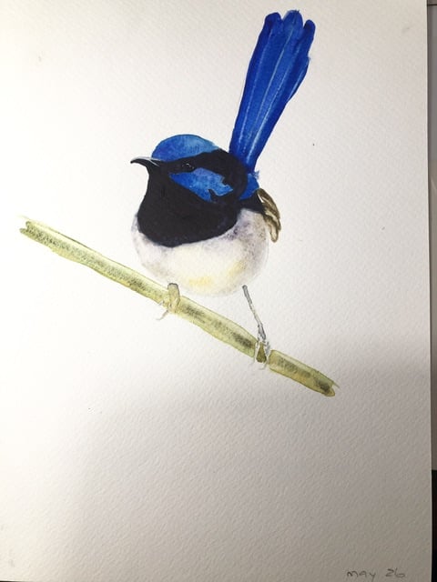 Dark Blue Wren - image 1 - student project